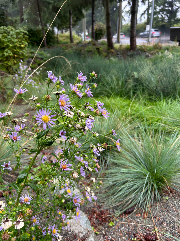 The roots of native plants work to filter rainwater as it seeps into the soils