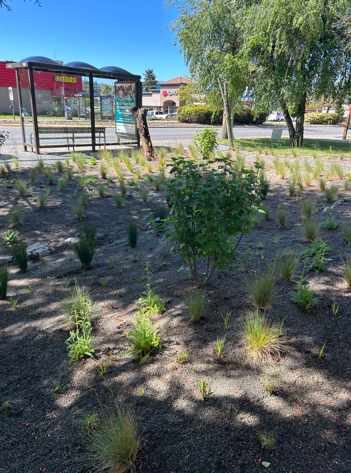 May 2024 - Installation of native plants