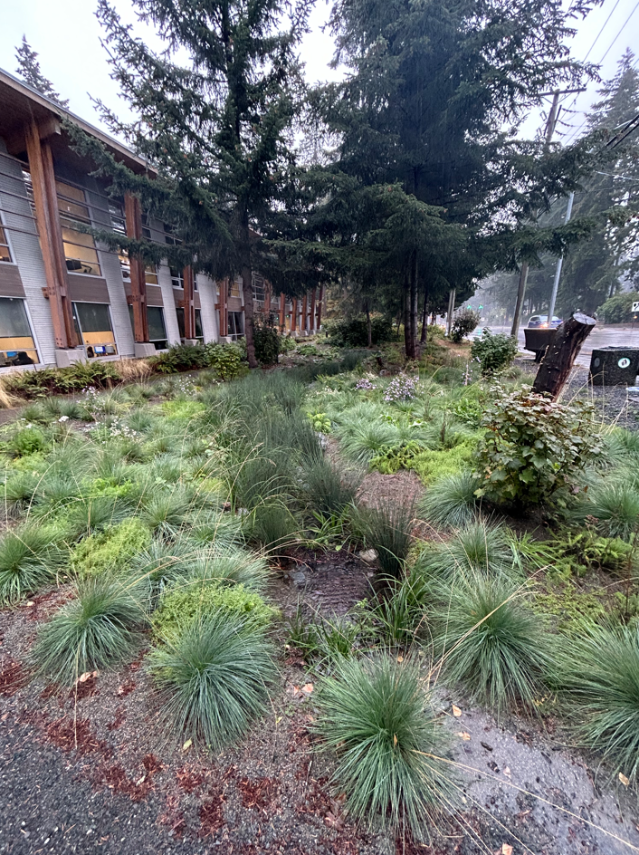 September 2024 - Completed rain garden in a rain storm