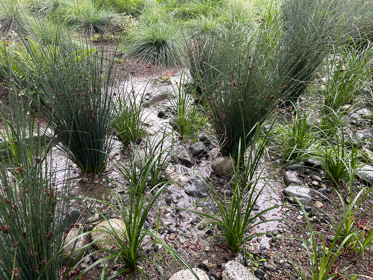 Rain garden working to infiltrate rain water during a storm