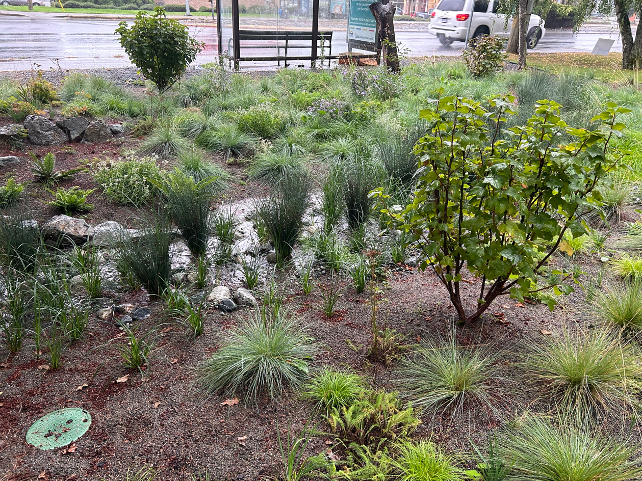 Rain garden filled during a rain storm