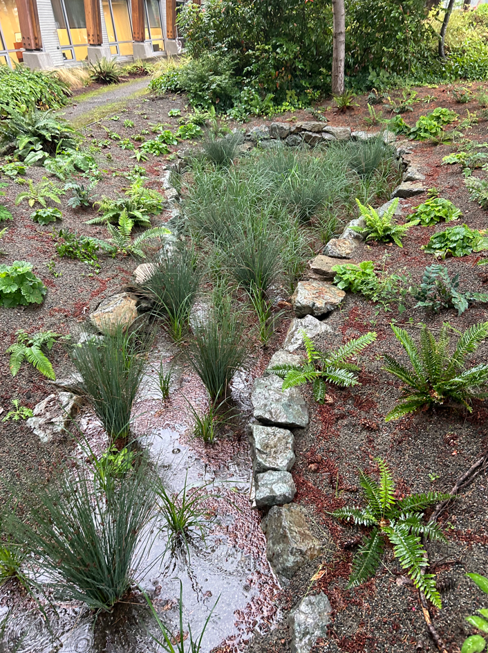 Rain garden at work during a rain storm