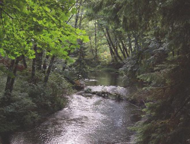 Big Qualicum River Regional Trail 